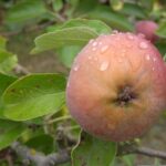 [TEMP] Sprzedam działkę nr 42