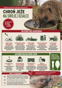 Plakat – Jeże